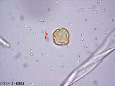 ISEM 2/Discocapnos_dregei_35763/Discocapnos_dregei_35763_0001(copy)_thumb.jpg